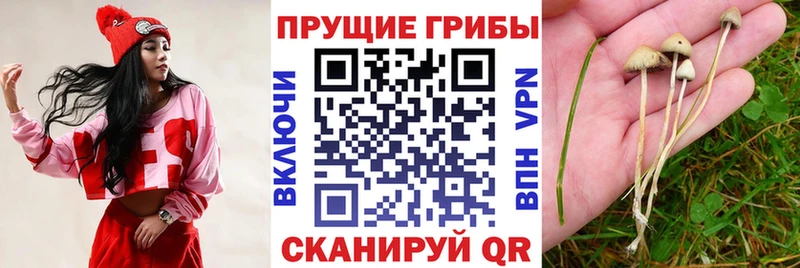 Псилоцибиновые грибы Psilocybine cubensis  Купить закладки  Мичуринск 